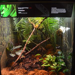 Rowley's Viper Terrarium