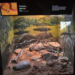 Red Coachwhip Terrarium