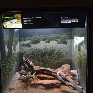 Western Diamondback Terrarium