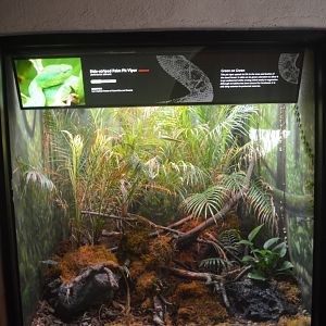 Side-Striped Palm Viper Terrarium