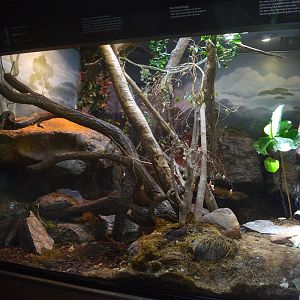 Boelen's Python Terrarium