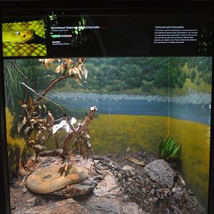 NW Neotropical Rattlesnake Terrarium