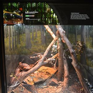 Blackheaded Python Terrarium