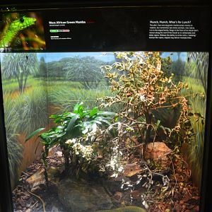 Western Green Mamba Terrarium