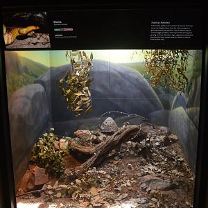 Woma Python Terrarium