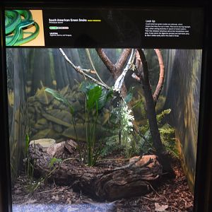 Baron's Green Racer Terrarium