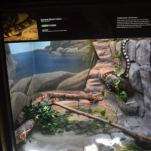 Banded Water Cobra Terrarium