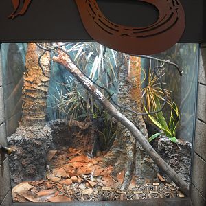 Gaboon Viper Terrarium