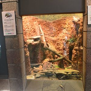 Pygmy Spiny-Tailed Skink Terrarium