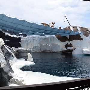 Beluga Exhibit