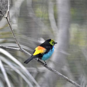Paradise Tanager