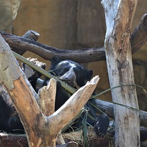 Andean Bear