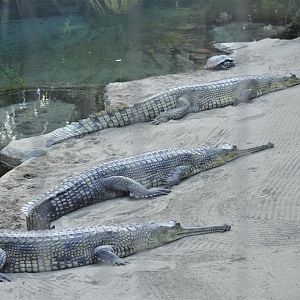 Gharial Trio