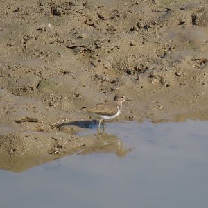 Bird ID? (Hong Kong)