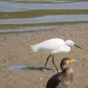 Little egret+ Great comorant