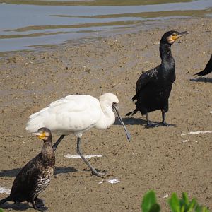 Black faced spoonbill