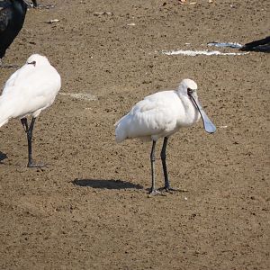 Black faced spoonbill