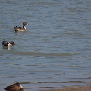 Duck ID? (Hong Kong)