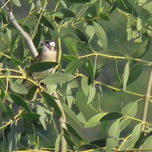 BIrd ID? (Hong Kong)
