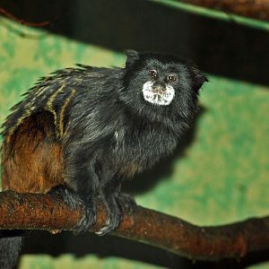 Tamarin species