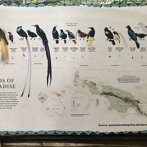 Entrance Aviary Bird of Paradise Graphic