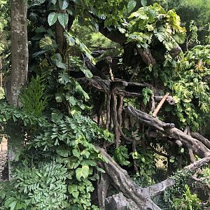 Javan Leopard Exhibit