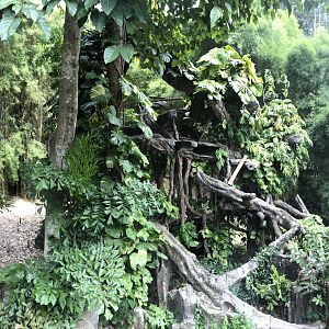 Javan Leopard Exhibit