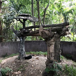 Binturong Exhibit