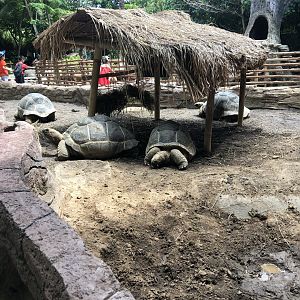 Aldabra Tortoise Exhibit