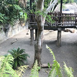Komodo Dragon Adult Exhibit