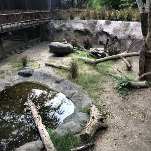 Komodo Dragon Juvenile Exhibit