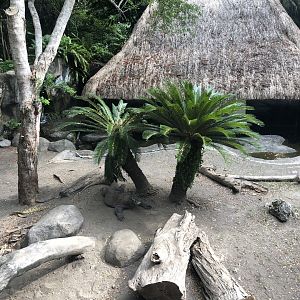 Komodo Dragon Adult Exhibit