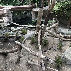 Komodo Dragon Juvenile Exhibit