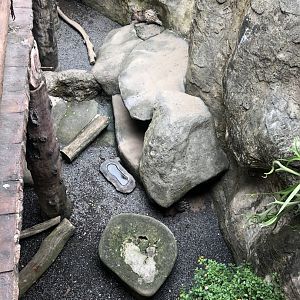 Malayan Porcupine Exhibit