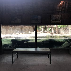 Komodo Dragon Underwater Viewing