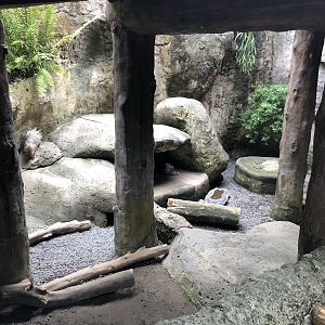 Malayan Porcupine Exhibit