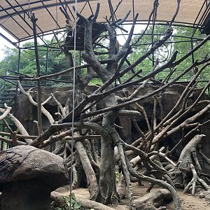 Proboscis Monkey Exhibit