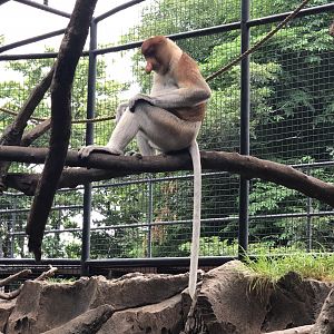 Proboscis Monkey
