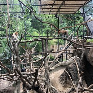 Proboscis Monkey Exhibit