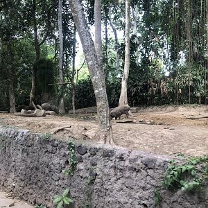 North Sulawesi Babirusa Exhibit