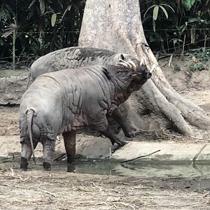 North Sulawesi Babirusa