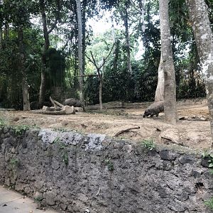 North Sulawesi Babirusa Exhibit