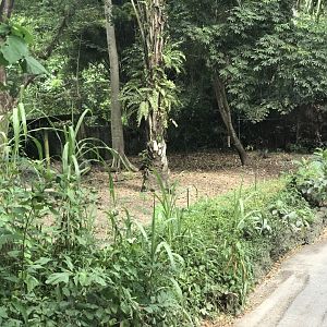 Lowland Anoa Exhibit