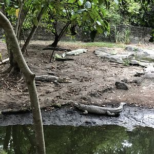 Saltwater Crocodile Exhibit