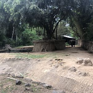 Asian Elephant Exhibit #1