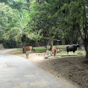 Javan Fields Exhibit