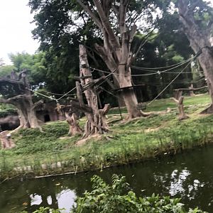Bornean Orangutan Exhibit