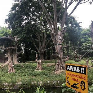 Bornean Orangutan Exhibit