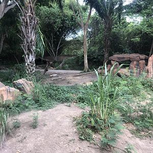 Striped Hyena Exhibit