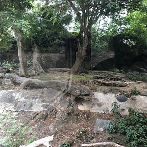 Asian Black Bear Exhibit